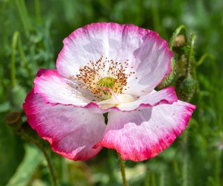 Pink double petals of poppy 'Shirley' or ‘Reverend Wilks Variety’