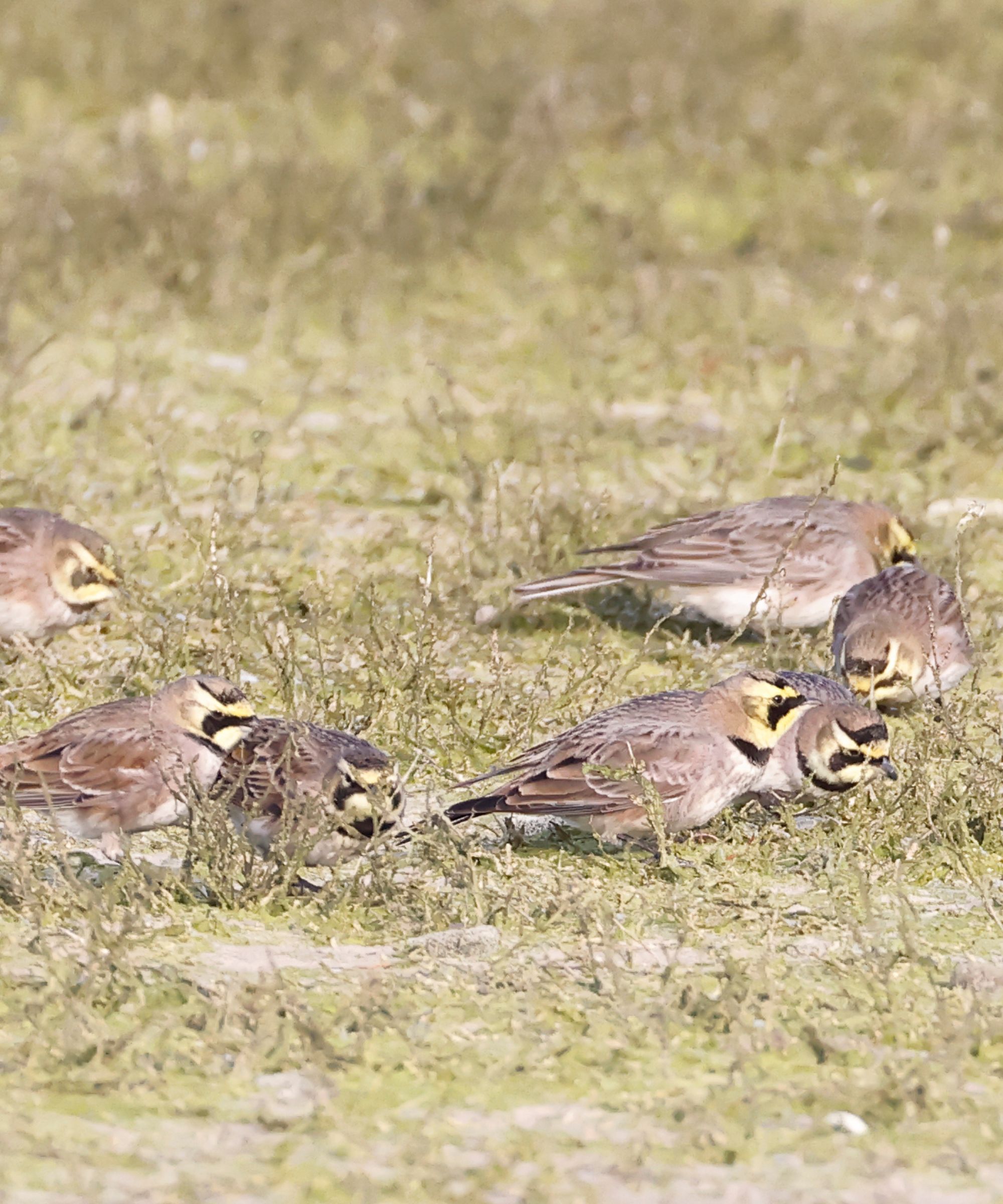 Horned larks feeding on grass seeds