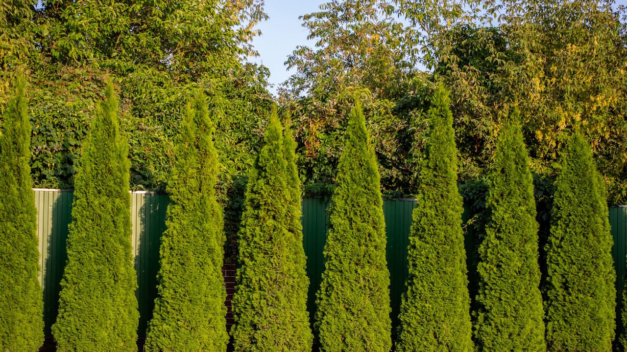 Arborvitae, or thuja, pruned in a conical shape in a sunny garden