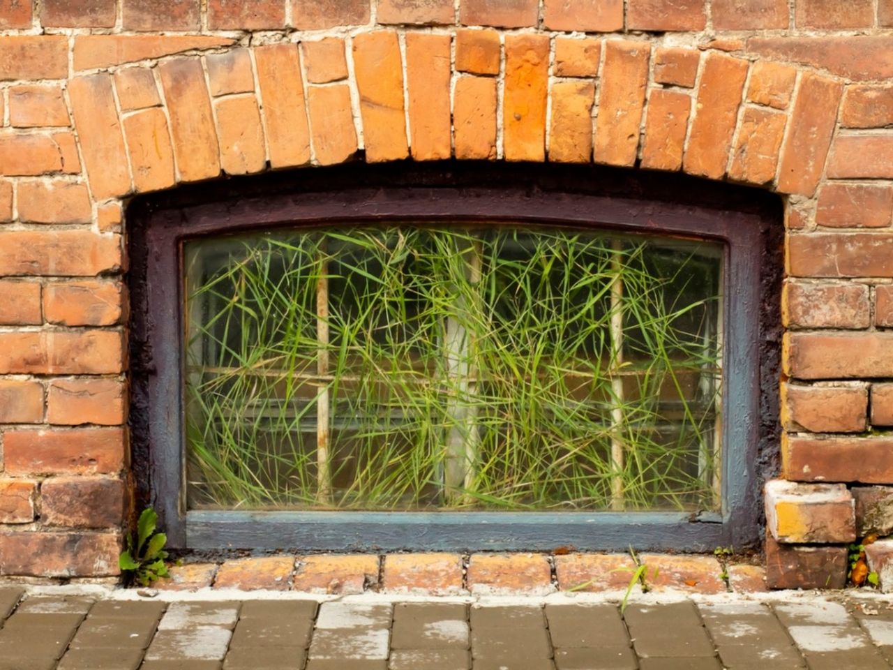 A Basement Vegetable Garden