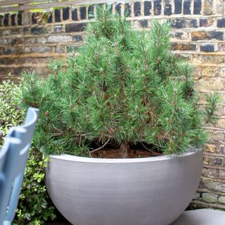 large oversized grey planter with lush green conifer