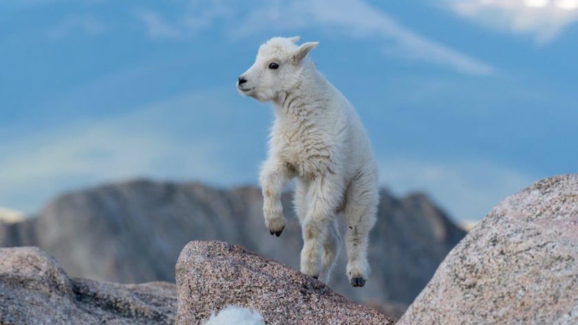 GuruShots - Animal Kingdom 