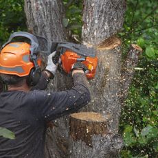 Male tree surgeon sawing tree trunk using chainsaw