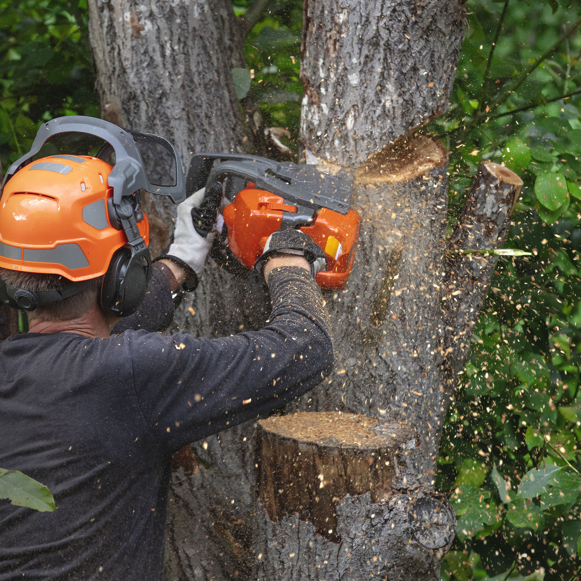 Male tree surgeon sawing tree trunk using chainsaw
