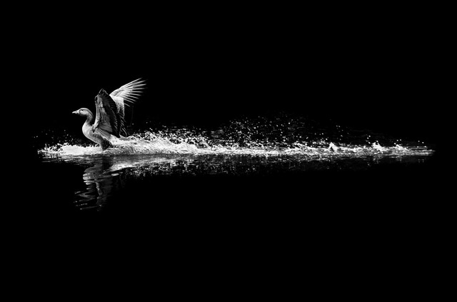 A black and white image captures a bird splashing across water, wings spread, creating ripples against a dark backdrop