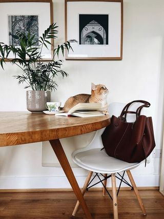 a cat sitting on top of a round wooden dining table next to a plant and a chair with a brown bag on it with two framed pictures on the wall behind