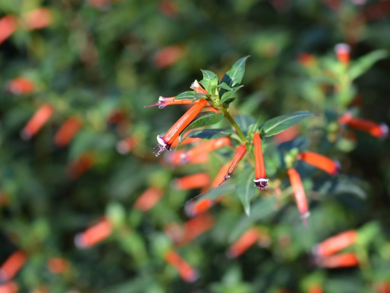 Cigar Plants