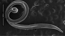 An image of a Thelazia callipaeda worm under the microscope in black and white. 