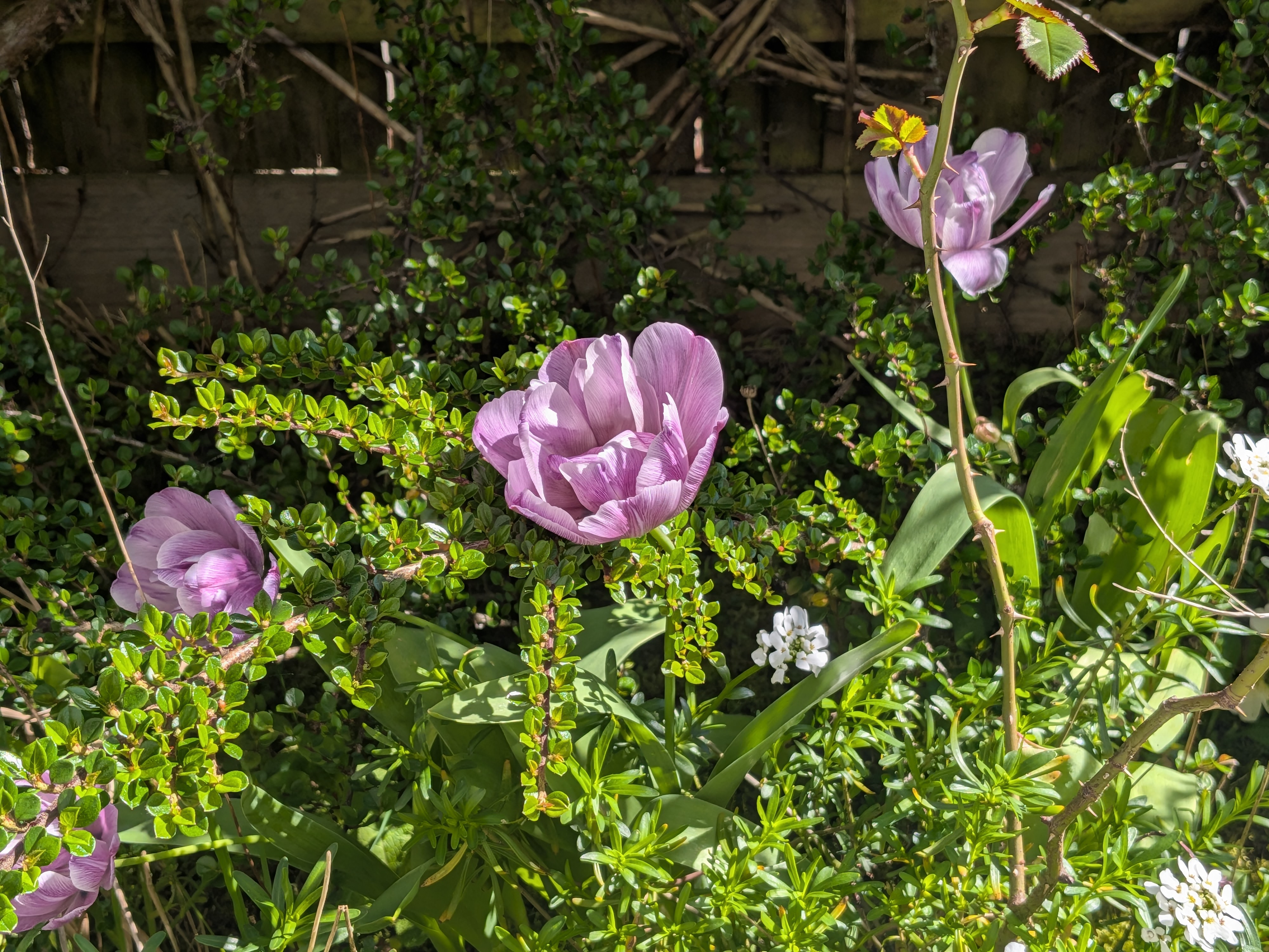 Picture of a pink flower taken on the Google Pixel 10a