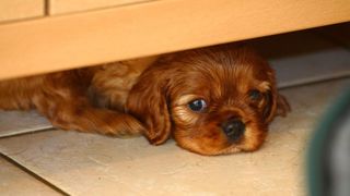 Puppy hiding under cupboard