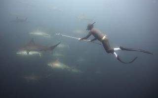 Tagging hammerheads