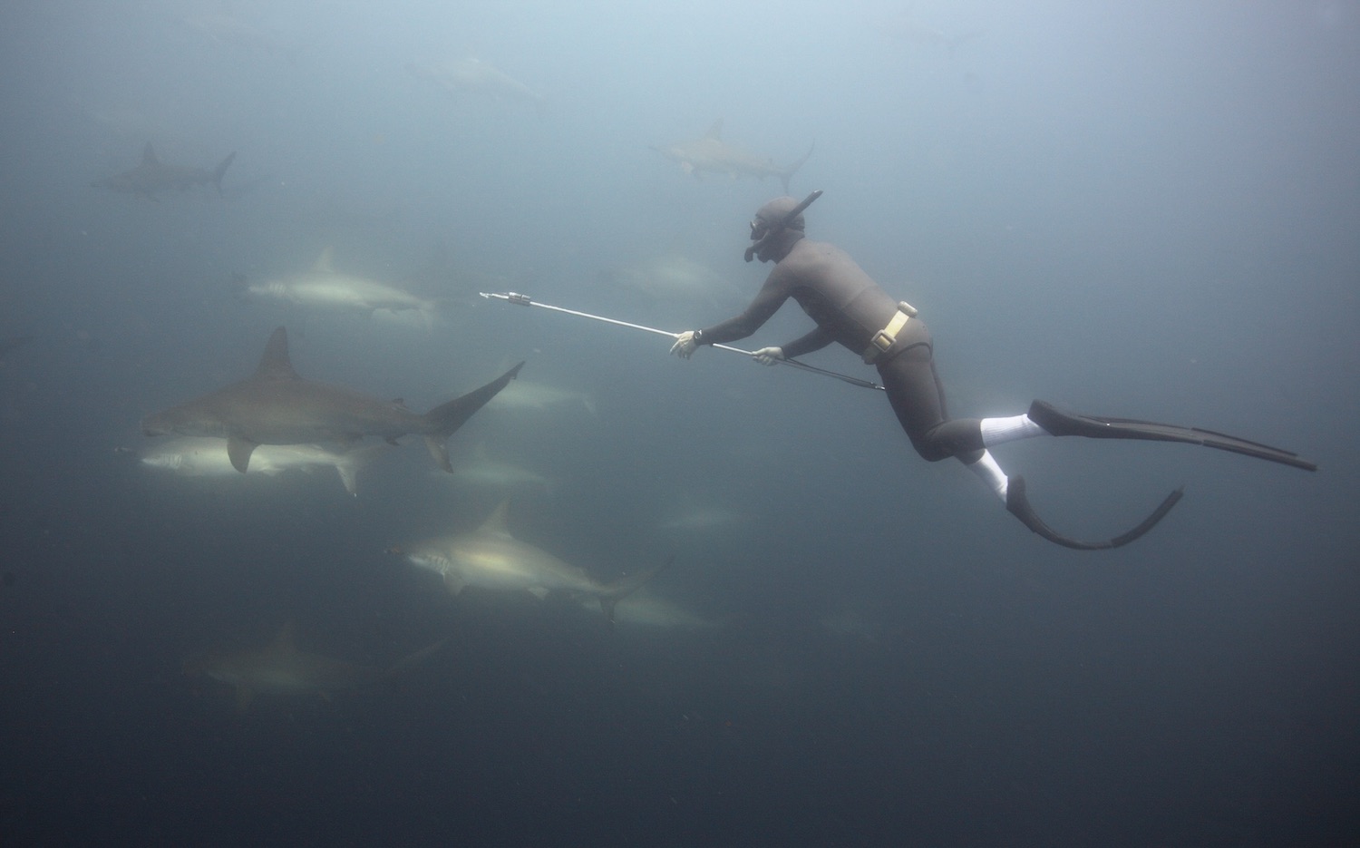 Inter Miami CF Launches adidas One Planet Jersey Underwater with Great  Hammerhead Shark to Conclude Three-Year Trilogy of Highlighting the  Characteristics of a Plastic-Free Ecosystem