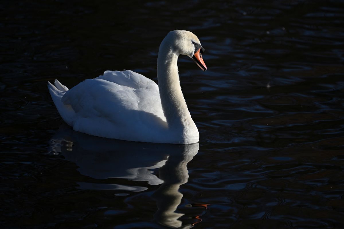 Nikon Z 100-400mm f/4.5-5.6 VR S