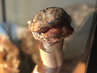 California kingsnake with snake fungal disease