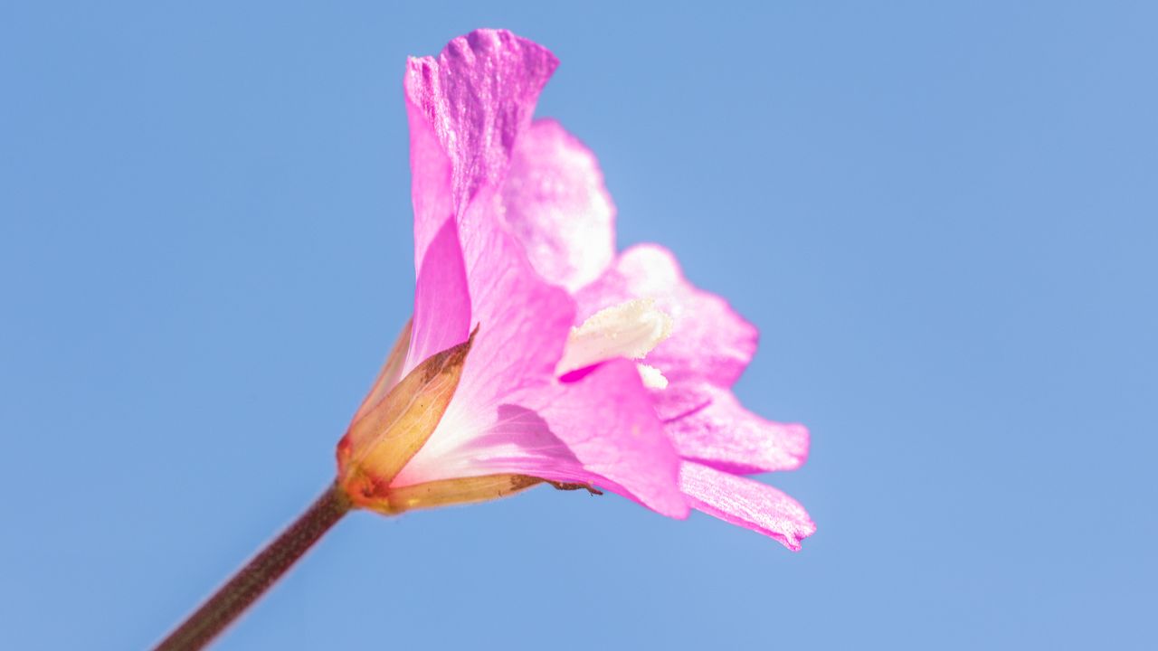 pink flower against the blue sky