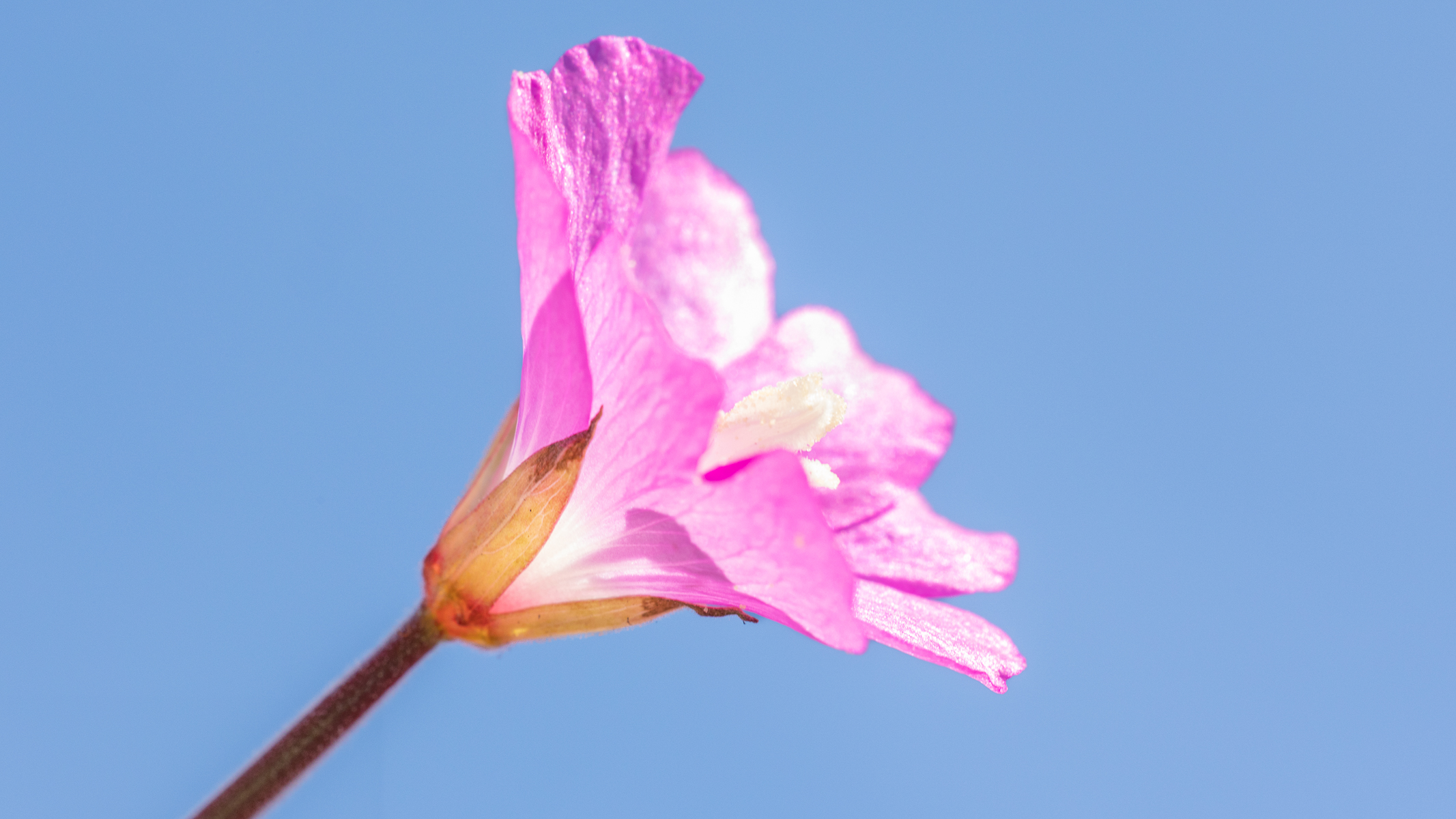 pink flower against the blue sky