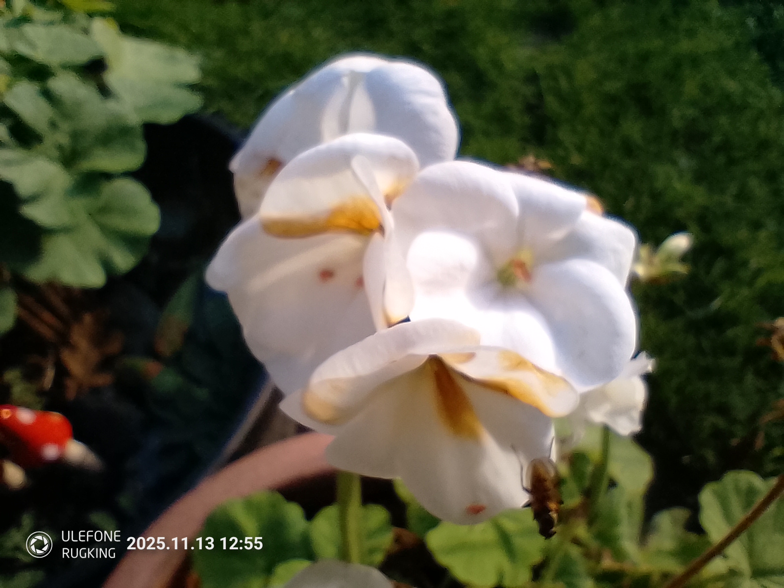 Ulefone Rugking camera examples