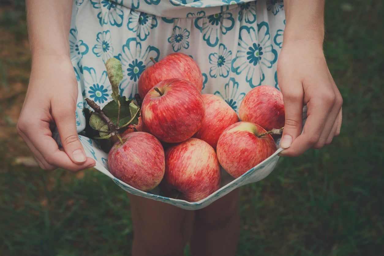 Girl Holding Red Apples in Her Dress