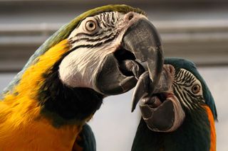 The Macaw bird comes in different colors including yellow and can be found on the east side of the Andes close to the Amazon