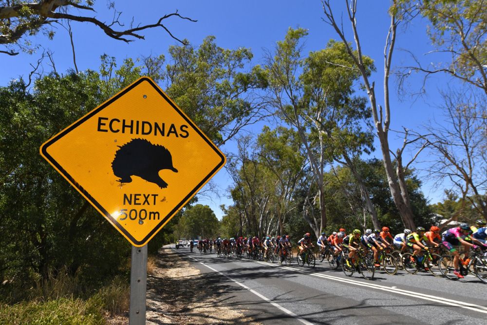 Watch out for the spiny Echidnas