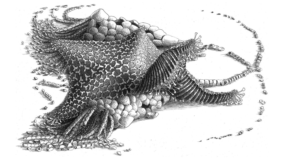 An artist reconstruction of the starfish ancestor named Cantabrigiaster fezouataensis 