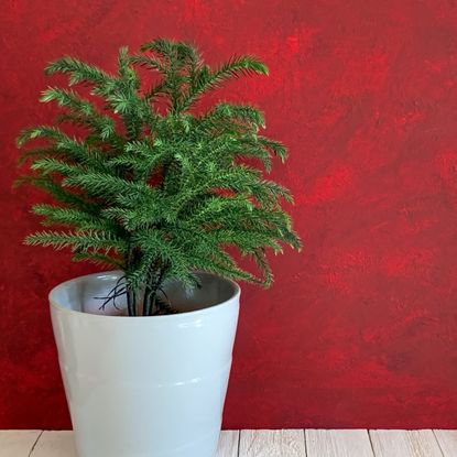 Potted norfolk island pine against a red background