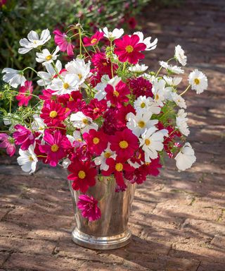 Pink and white Cosmos in a vase