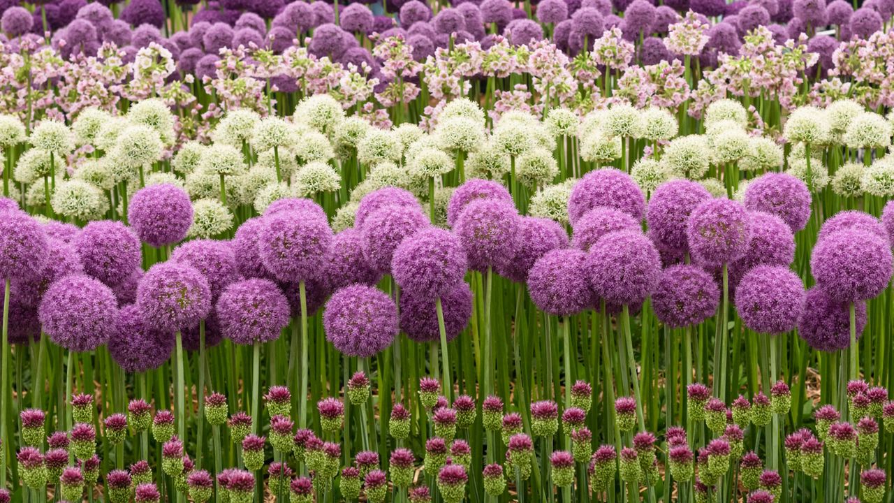 flowering alliums in mixed floral display