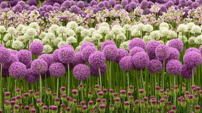 flowering alliums in mixed floral display