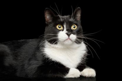 A black and white cat.