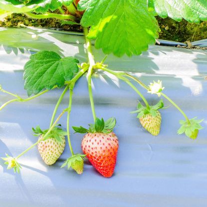 Strawberry Plant Over Plasticulture In The Garden