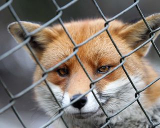 fox looking through wire fence