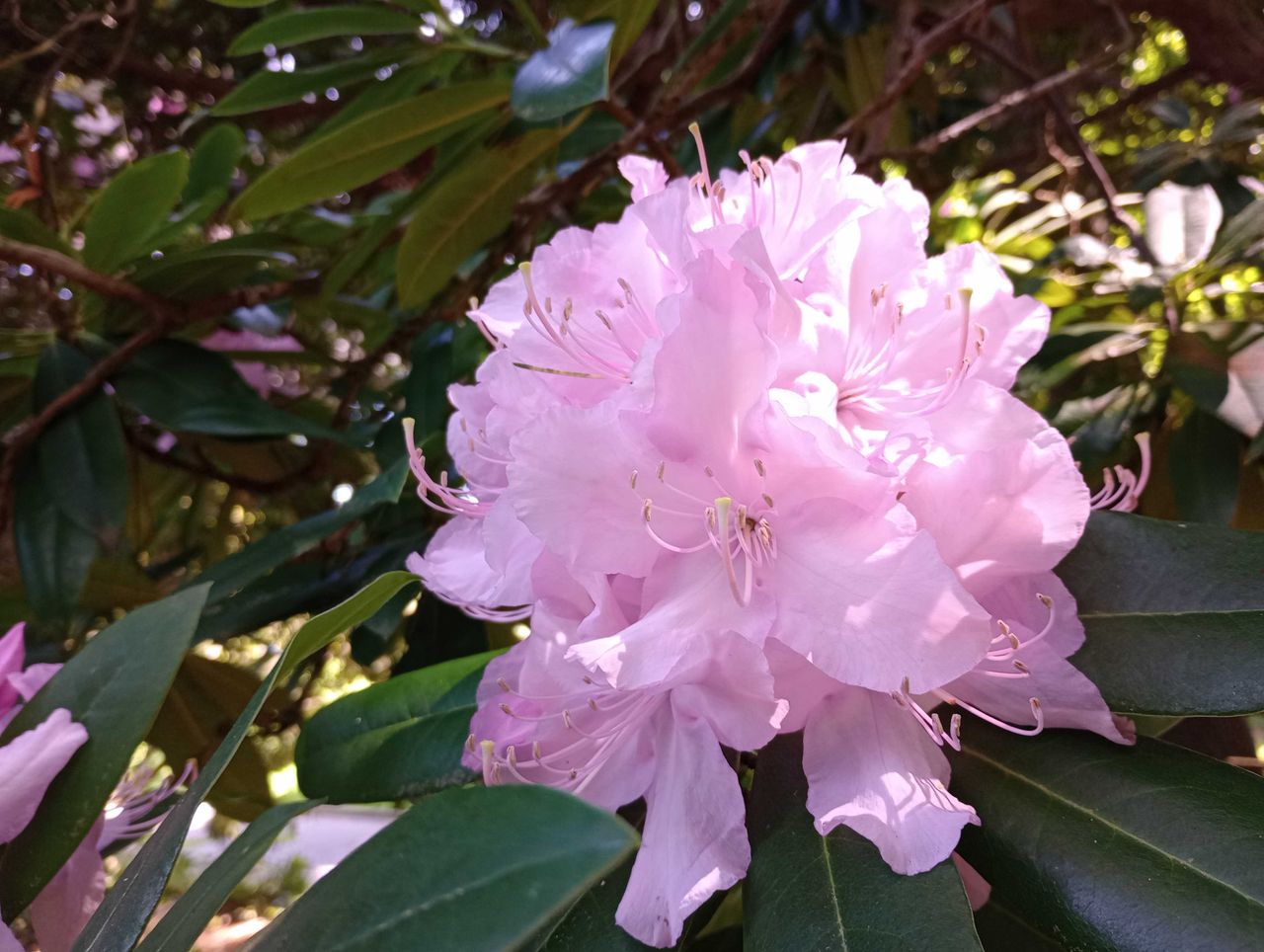 Pink flower close up