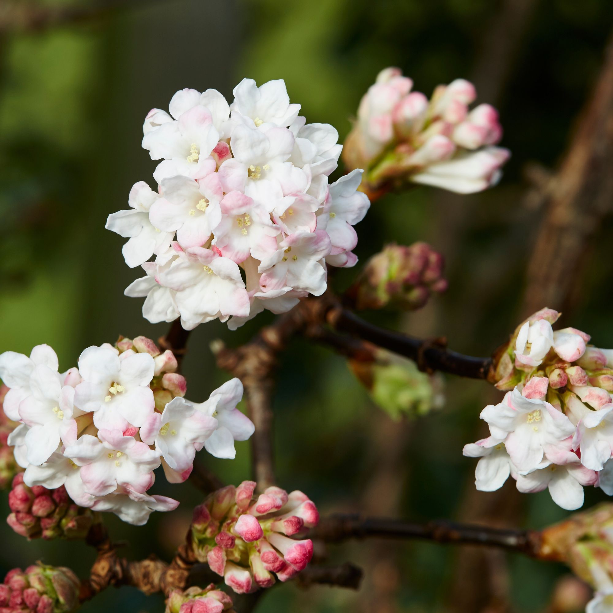 viburnum fragrant shrub