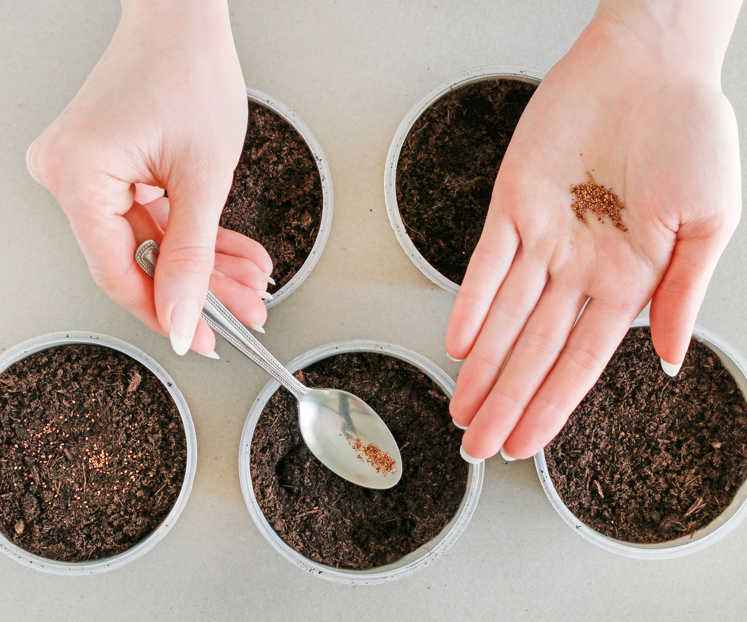 strawberry seed propagation