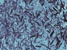 Gut bacteria