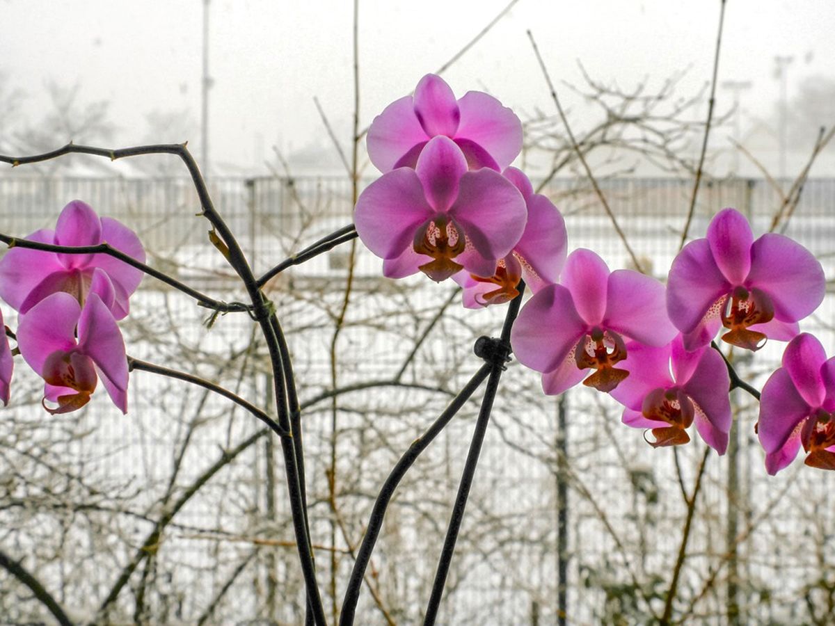 Orchid Winter Care How To Grow An Orchid Plant In Winter Gardening