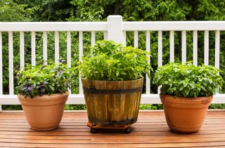 Three basil plants in pots on a deck