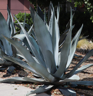 large agave plant