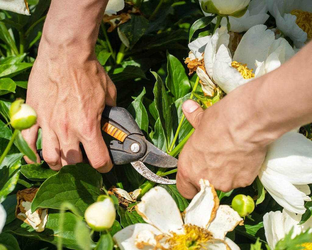 Pruning tree peonies simple tips for these blooms Gardeningetc