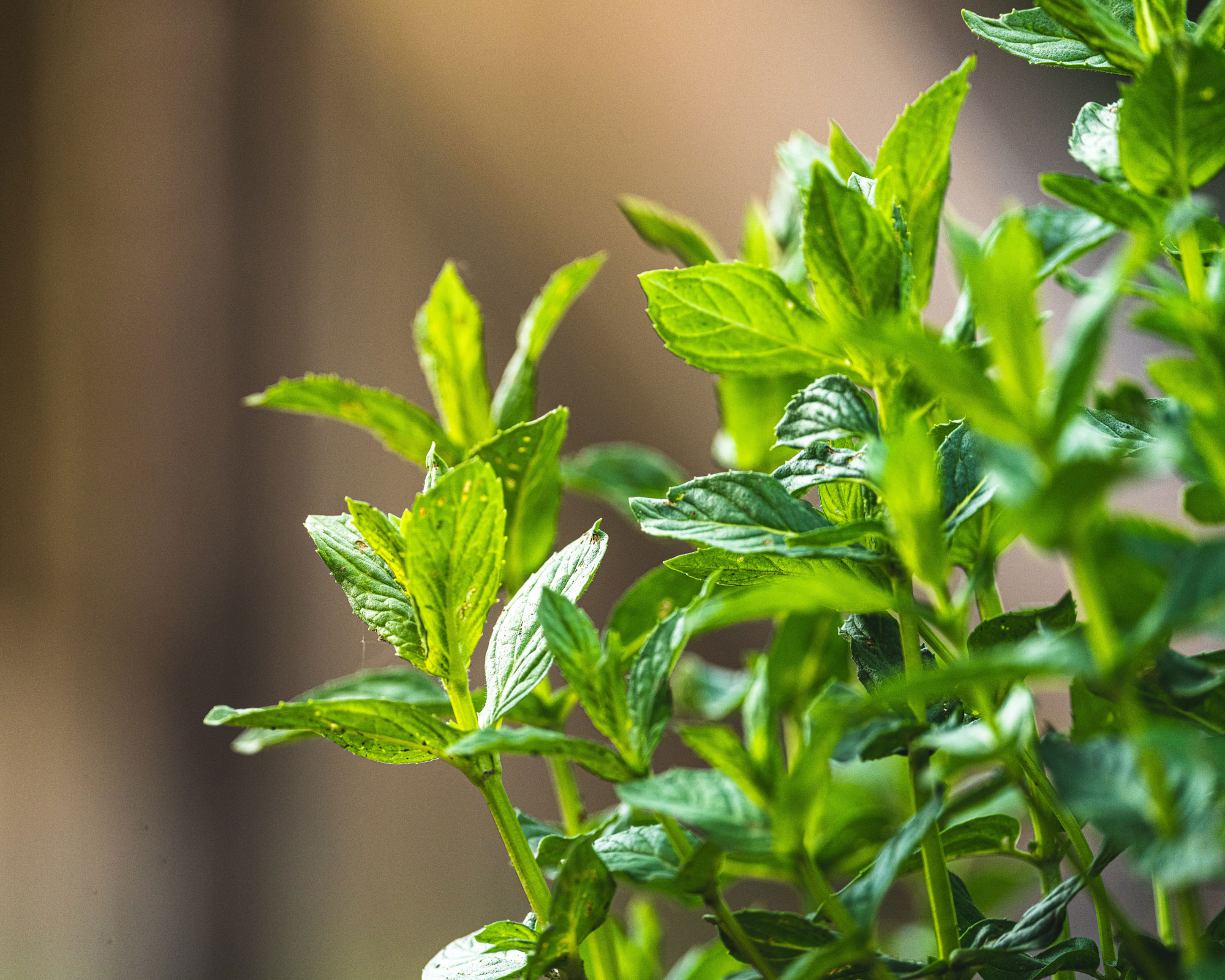 how to get rid of rats - a mint plant - unsplash