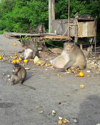 An obese long-tailed macaque in Thailand.