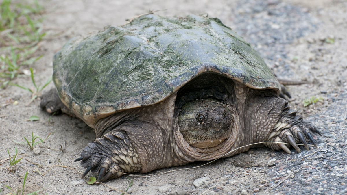 Science teacher accused of feeding live puppy to turtle pleads not ...