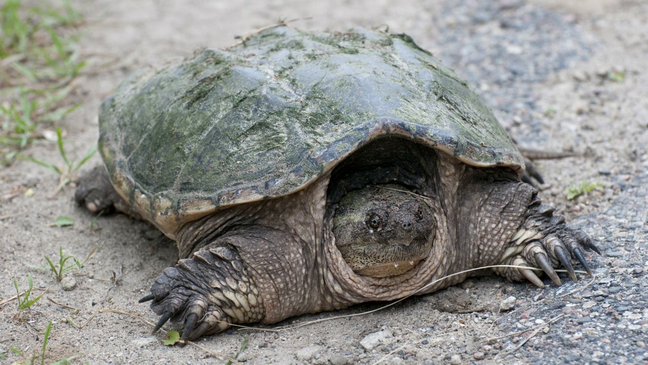 Common Snapping Turtle