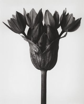 Plant portrait by Karl Blossfeldt.