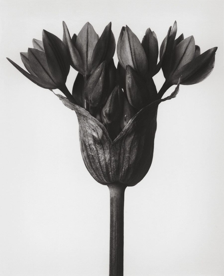 Plant Photos: Amazing Botanical Shots by Karl Blossfeldt | Live Science