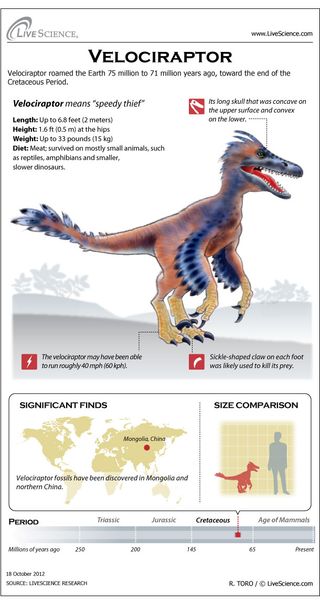 Learn about the horns, bones, habitat and other secrets of Velociraptor.