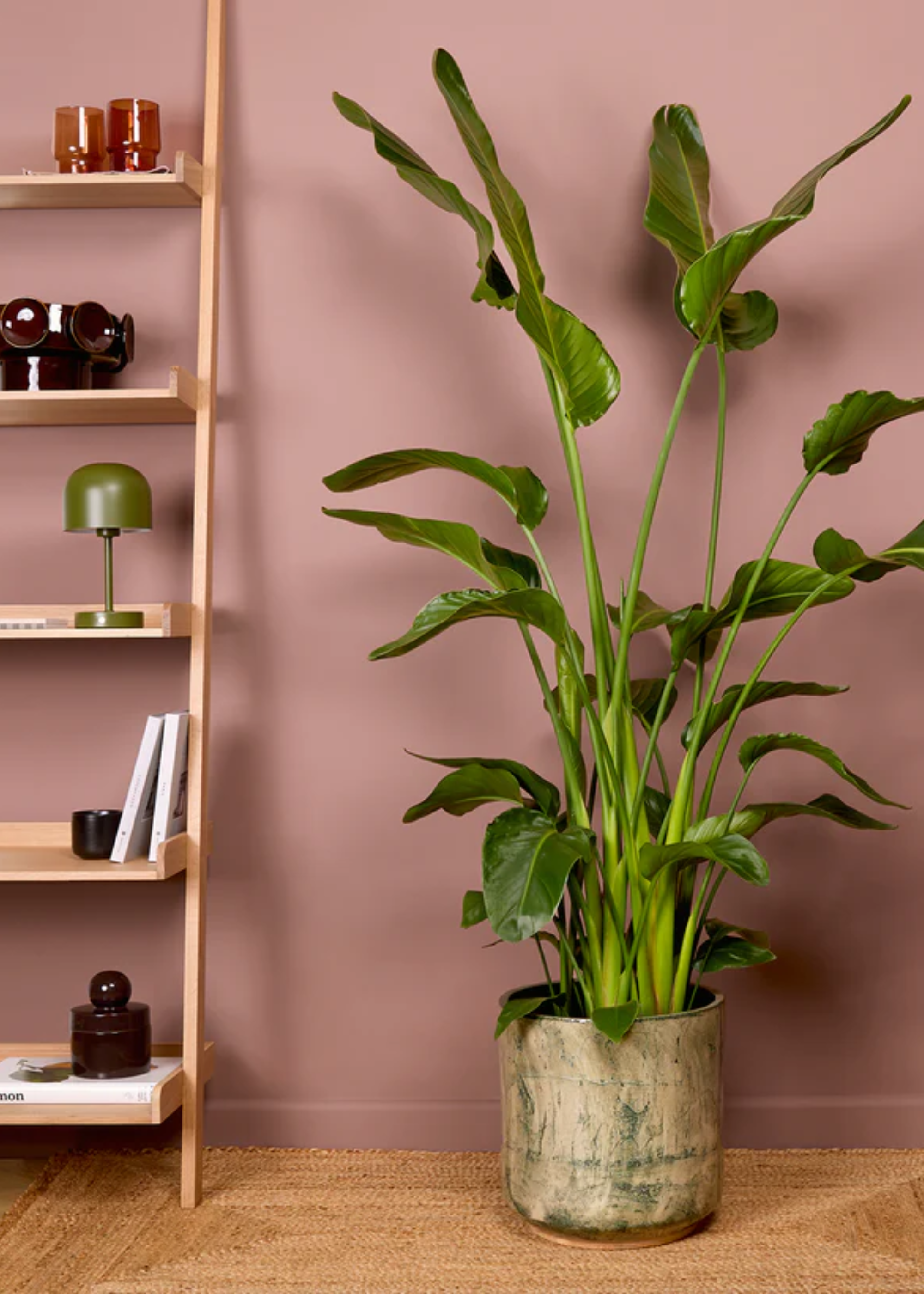 A potted bird of paradise plant against a dusty rose wall by a leaning shelf of colored glasses, a vase, a cand, books, and a green lamp