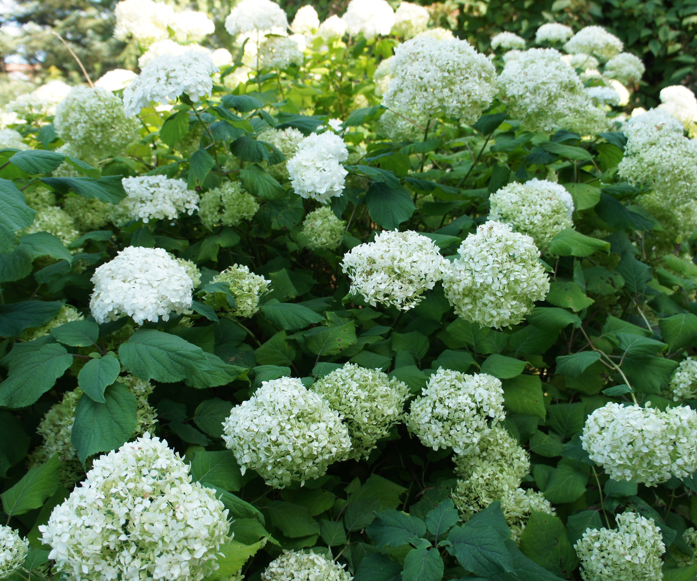 Annabelle hydrangea shrub with white flowers