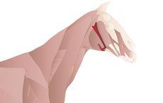 Bone.jpg